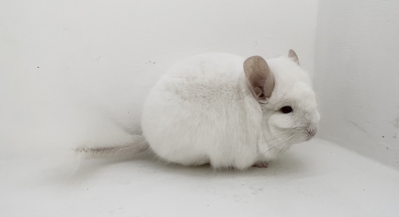 Chinchillas for Sale from Royal Chinchillas