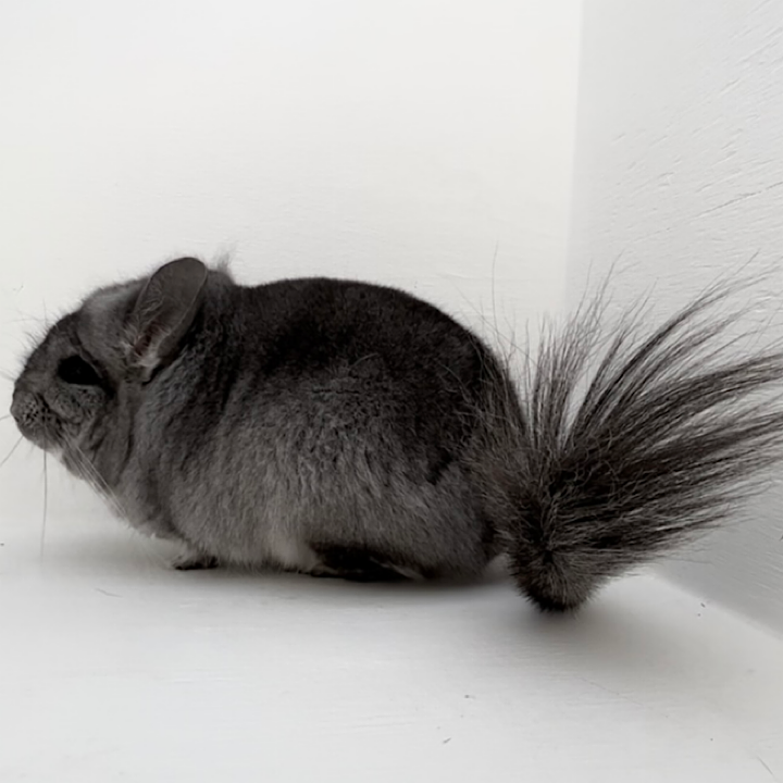 black velvet chinchillas