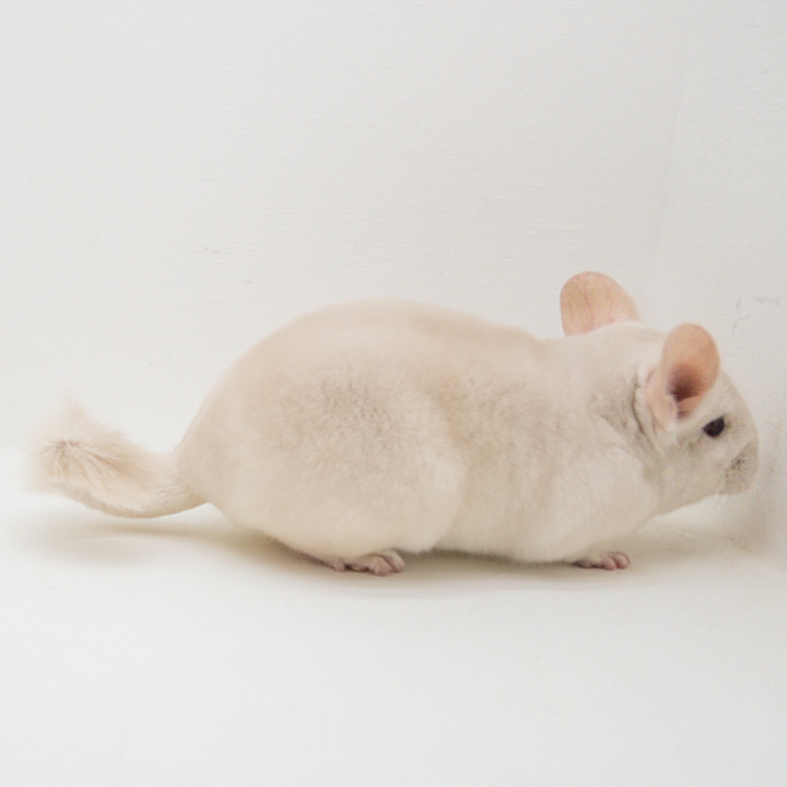 chinchilla for sale london