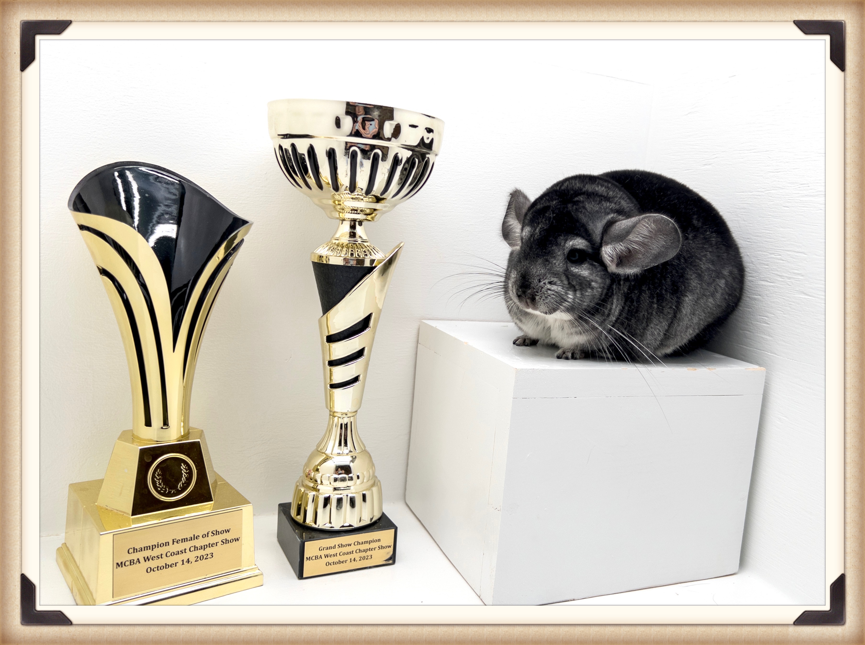 A reputable breeder ensures the health, well-being, and ethical treatment of chinchillas. Explore the principles and standards that set reputable breeders apart, emphasizing transparency, knowledge, passion, and ongoing support for both animals and owners.