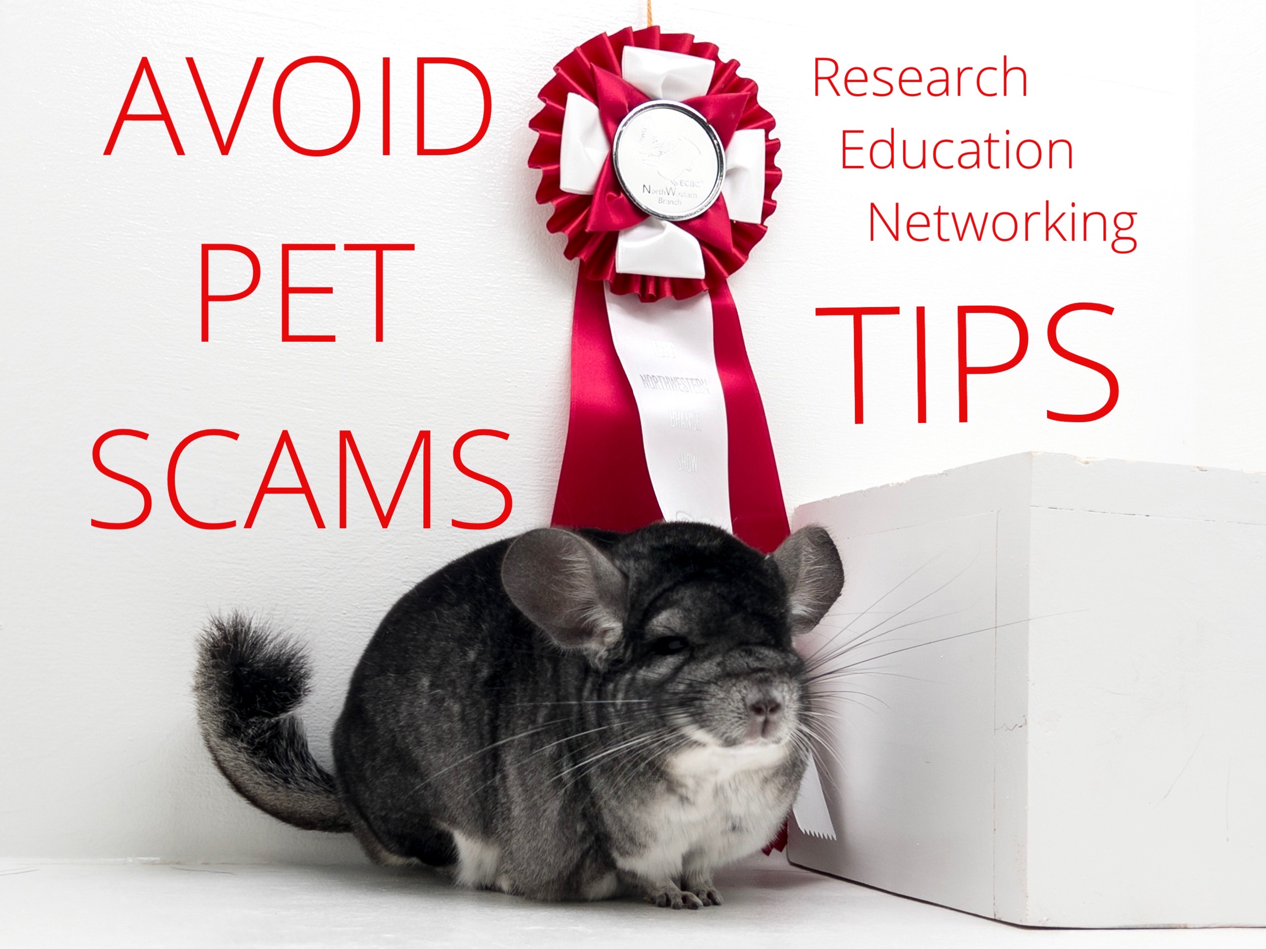 Smart Pet Adoption: How You Can Recognize and Avoid Online Scams Across the Pet Industry